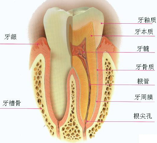 牙髓炎的治疗方法